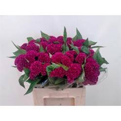 Celosia Cresta Mystic 75cm (7 Dias - 2)