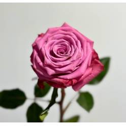 Rosa Col. Kendal 60cm (7 Dias - 2)