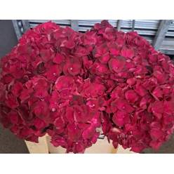 Hortensia Hol. Mag. Dark Ruby 50cm 18/20 (7 Dias - 2)