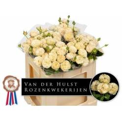 Ramificada Royal Champany 50cm 35gr "Premium" (7 Dias - 2)