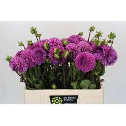 Dalia Hol. Glamour 50cm "CC30" (7 Dias - 2)