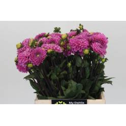 Dalia Hol. Veerle 40cm "CC30" (7 Dias - 2)
