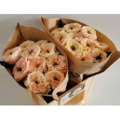 Rosa Hol. Stanley Abbey 50cm (7 Dias - 2)