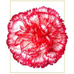 Clavel Col. Fancy Charlie Peppermint