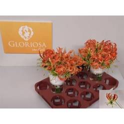 Gloriosa Sparkling Orange 20cm