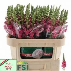 Antirrhinum Hol. Poto Cher Rosa 75cm