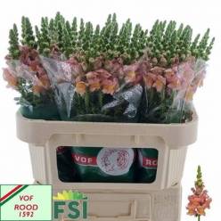 Antirrhinum Hol. Toulon Apricot 75cm