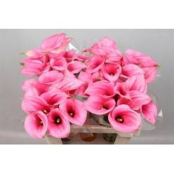 Calla Extase 55cm