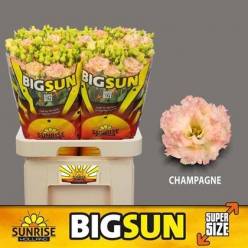 Lisiantus Hol. Alissa Champag 70cm 55gr "BIG SUN"