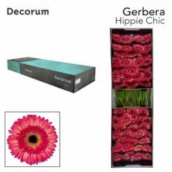 Gerbera Hol. Hippie Chic