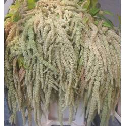 Amaranthus Hol. Ca Viridis 60cm Vd