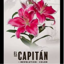 Oriental Hol. Rs. El Capitan 85cm 3 fl.