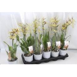 P. Orquidea Brassia Summer Dream 12/55cm x8 2T