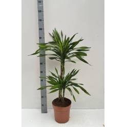 P. Dracena Hol. Frag Riki 21/900cm 2P (90/45)