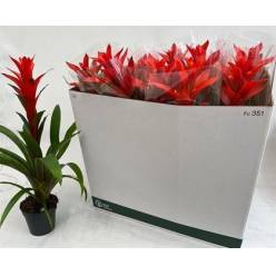P. Guzmania Ostara Rood 13/55cm x10