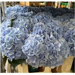 Hortensia Hol. Mariama 80cm 22/24