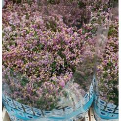 Limonium Hol. Anouchka Dia 80cm 30gr "T25" Rs.