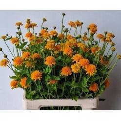 Heliopsis Helian Asahi