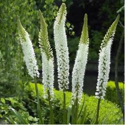 Eremurus Hol. White Beauty 120cm