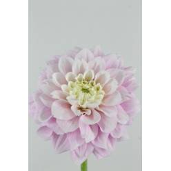 Dalia Hol. Dec Sweet Love 55cm "CC50"