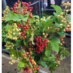 Viburnum Fruto Italia 55cm 200gr (7 Dias - 2)