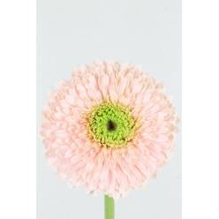 Gerbera Hol. Gb Gterra Himalia Rs. (7 Dias - 2)