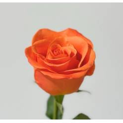 Rosa Col. Orange Crush 60cm Nj. (7 Dias - 2)
