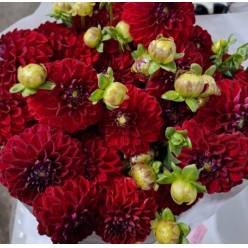 Dalia Italia Red 50cm "CC50" (7 Dias - 2)