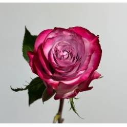 Rosa Ecu. Deep Purple 60cm (7 Dias - 2)