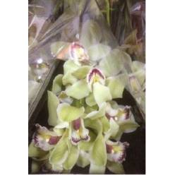 Cymbidium Piedmont 60cm Verde (7 Dias - 2)