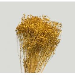 Broom Bloom Preservado Ocre 55cm 130g