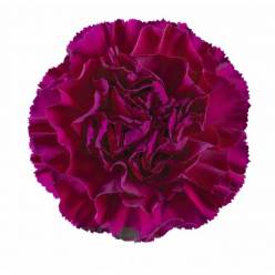 Clavel Col. Standar Mirage lila