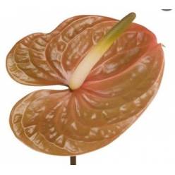 Anthurium Hol. Prestige 13  "CC12"