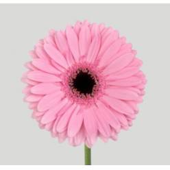 Gerbera Hol. Shanice Rs. "T25" (Agua)