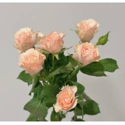 Ramificada Latoya 60cm