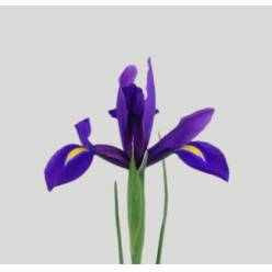 Iris Hong Kong 65cm 40gr "T50"