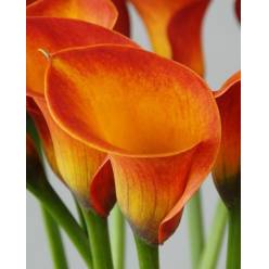 Calla Captain Brunello 60cm