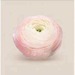 Ranunculos Ecu. Elegance Rosa Chiaro 45cm