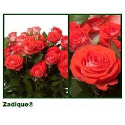 Ramificada Zadique 70cm