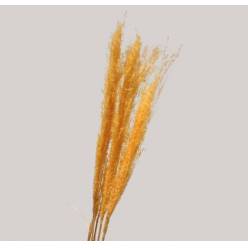 Miscanthus Seco Amarillo Claro 110cm (5 Tallos)