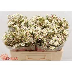 Flor Cera Hol. Janelle 55cm 25gr "T25"