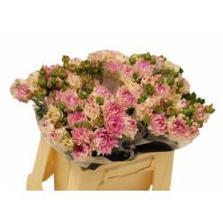 Ramificada Love It 50cm