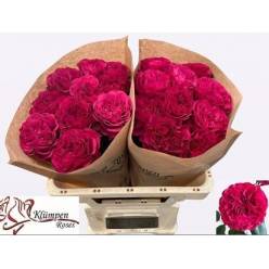 Rosa Hol. Cherry Velvet 50cm