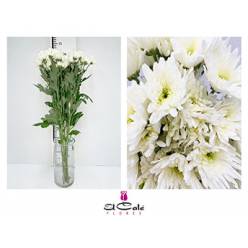 Margarita Hol. Deliane Blanco 70gr (7 Dias - 2)