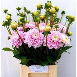 Dalia Hol. Dec Sweet Love 55cm "CC50" (7 Dias - 2)