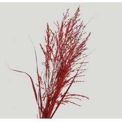 Graminea Preservada Roja 100cm 120g