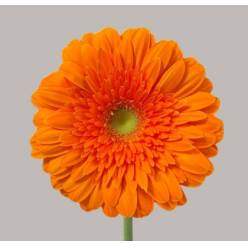 Gerbera Hol. Eureka "T25"