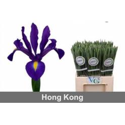 Iris Hong Kong 60cm 35gr