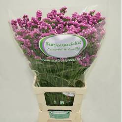 Statice Hol. Rosa Sun Birds 75cm 55gr "T25" Rs.