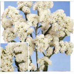 Statice Hol. White Starl Wings 50cm 30gr "T25"